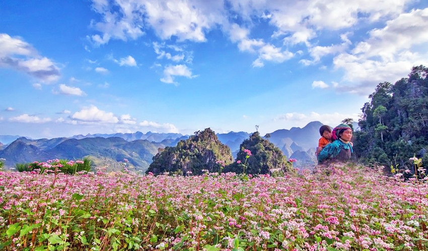 Du lịch Hà Giang mùa hoa tam giác mạch