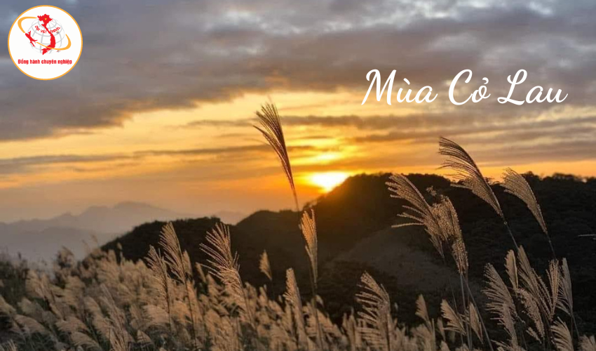 Bình Liêu mùa hoa lau 2 ngày 1 đêm